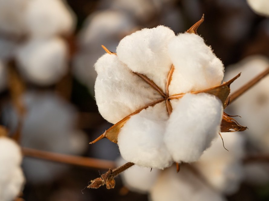 Proalminas incentiva e resgata cultivo do algodão na agricultura familiar do Jequitinhonha