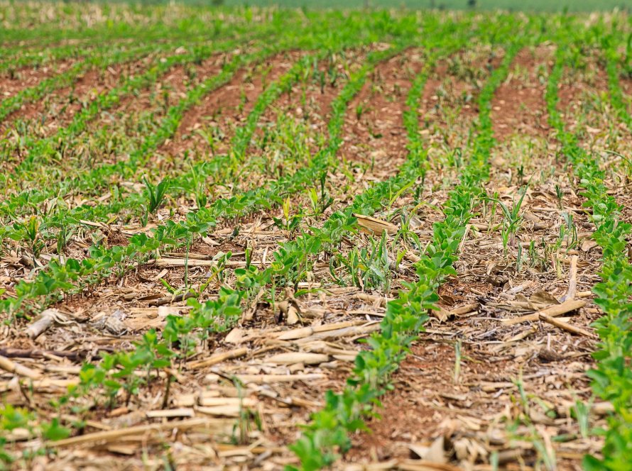 Produtor Rural: 30 de agosto é a data final para cadastramento de áreas para antecipação da semeadura da soja