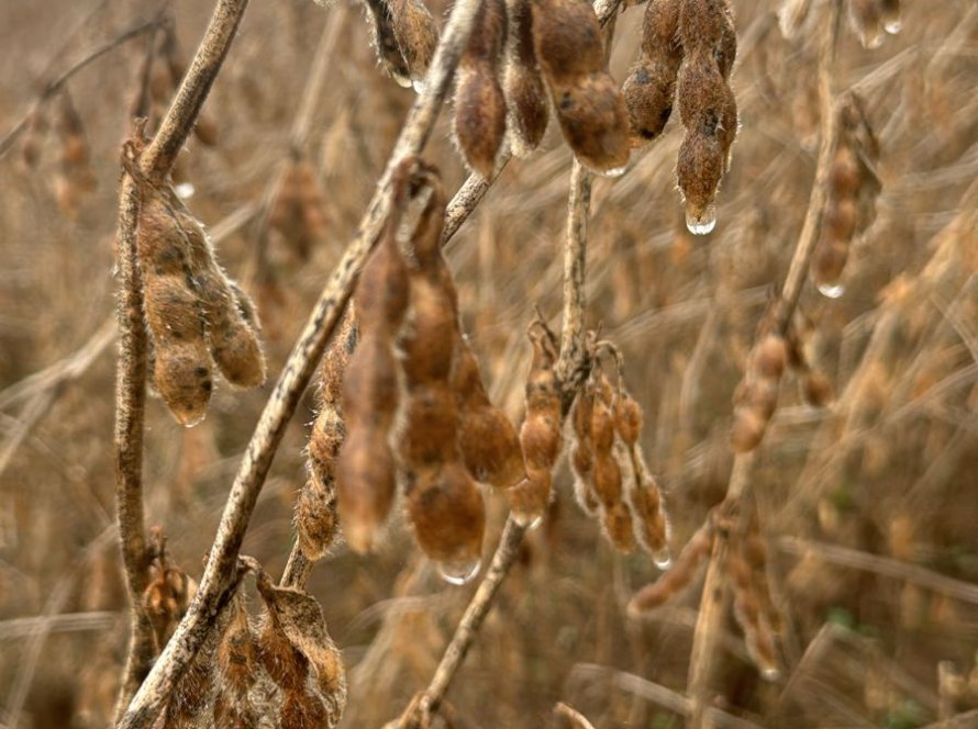 Rio Grande do Sul: A menos de um mês da nova safra de grãos, produtores estão descapitalizados e sem acesso ao crédito