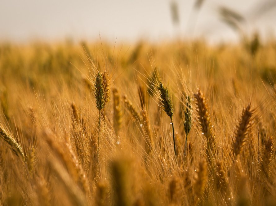 Terceiro ano consecutivo de quebra de safra: Adversidades climáticas comprometem a produção de trigo no Brasil