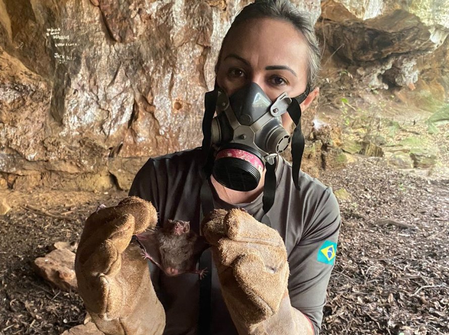 Agrodefesa realiza treinamento de captura de morcegos hematófagos em Goiás