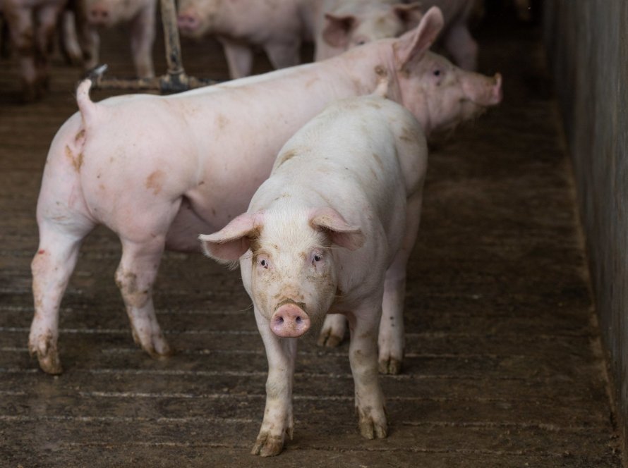 Alto nível de biosseguridade animal credencia MS a abrigar projeto de genética suína para atender estados do Centro-Oeste