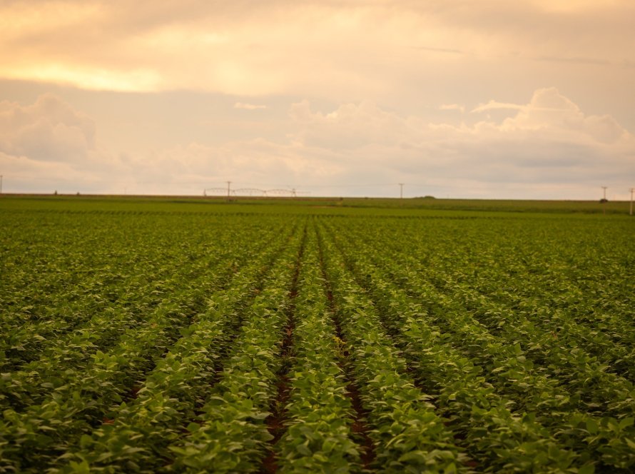 Área de soja do Brasil 24/25 avança 1,66%, com impulso do N/NE, diz Pátria Agronegócios