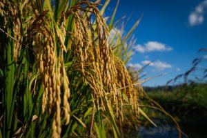 Arrendamento de áreas é o principal componente do custo de produção do arroz em SC