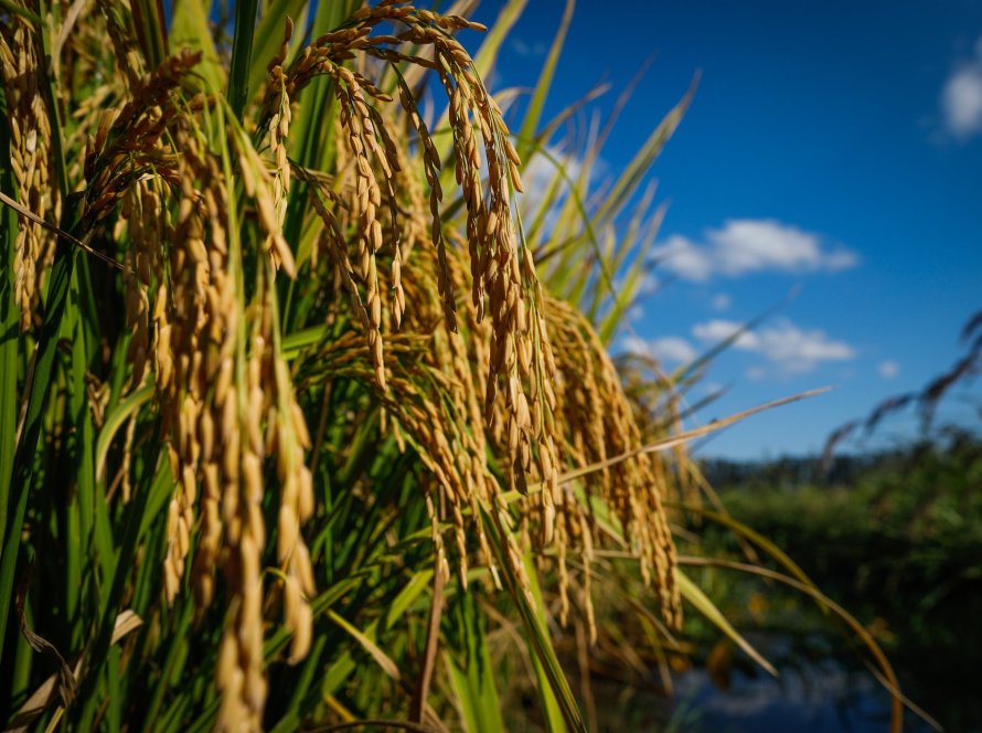 Arrendamento de áreas é o principal componente do custo de produção do arroz em SC