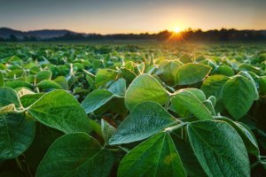 Margens apertadas e clima imprevisível fream expansão da área de soja no Brasil