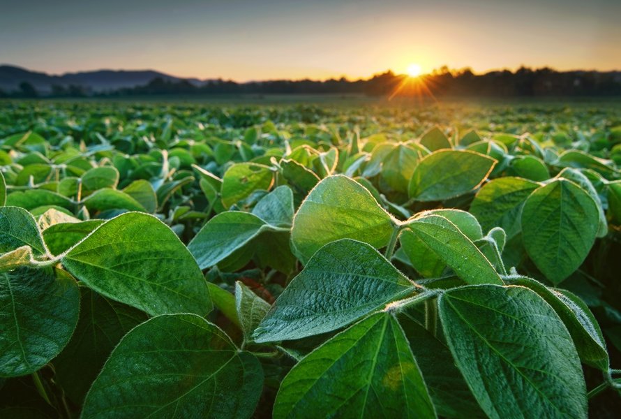 Margens apertadas e clima imprevisível fream expansão da área de soja no Brasil