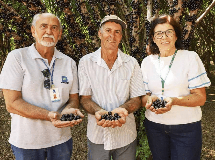 Produtor de jabuticaba, assistido pela Emater Goiás, investe em tecnologia para aumentar a produtividade