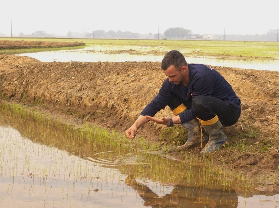 Safra 24/25: com expectativas positivas, arroz catarinense começa a ser plantado