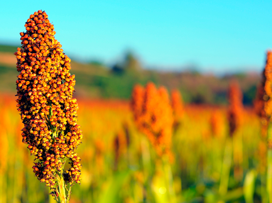 Safra paulista 2023/24 registra crescimento nas produções de arroz e sorgo