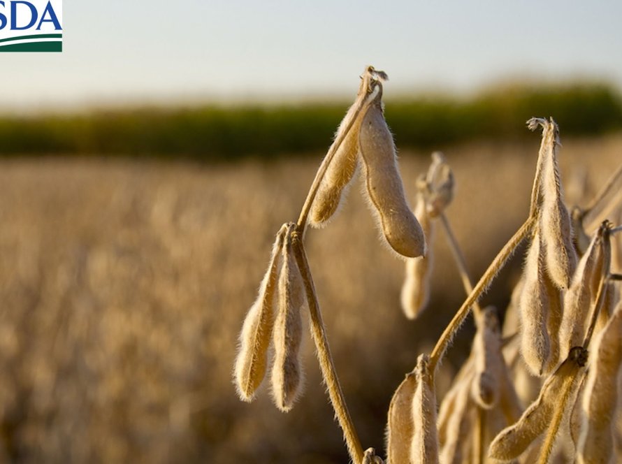 USDA deve trazer revisão nos dados de produtividade e aumentar safras de soja e milho dos EUA