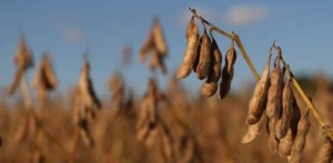 Adiamento das regras ambientais da UE gera oportunidades para a soja brasileira, afirma Biond Agro