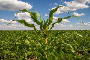 Agrodefesa alerta os agricultores goianos sobre a importância da destruição do milho tiguera