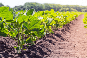 Agrodefesa informa aos produtores de feijão-comum o início da semeadura em Goiás nesta segunda-feira