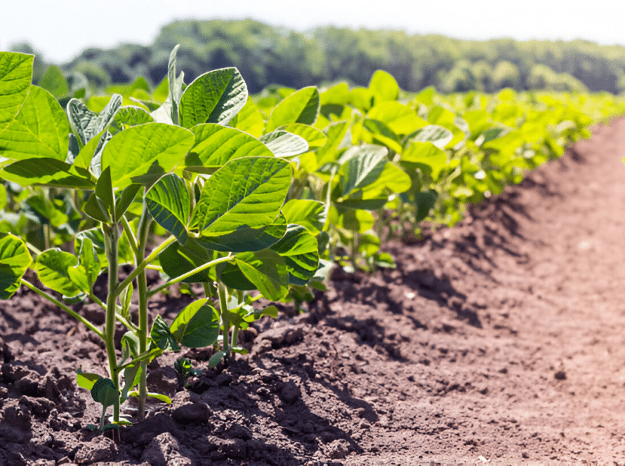 Agrodefesa informa aos produtores de feijão-comum o início da semeadura em Goiás nesta segunda-feira