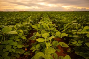 Agrural: MT tem plantio de soja mais lento desde 2015/16; Brasil vai a 4,5% com PR firme