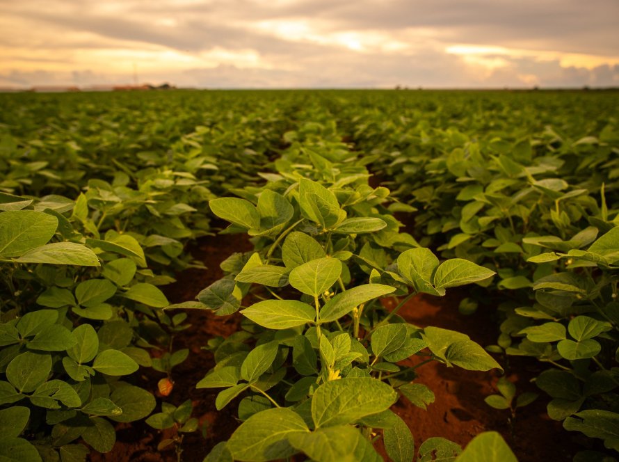 Agrural: MT tem plantio de soja mais lento desde 2015/16; Brasil vai a 4,5% com PR firme