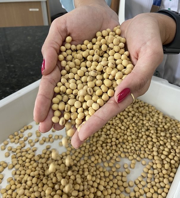 Brasil anuncia abertura de mercado no Gabão para sementes de milho, sorgo, braquiária e soja