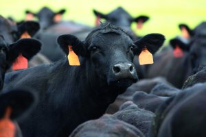 Carne bovina é um dos principais produtos pecuários nas exportações brasileiras