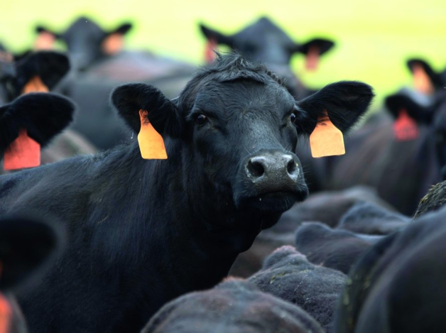 Carne bovina é um dos principais produtos pecuários nas exportações brasileiras