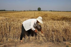 China se encaminha para colheita recorde de grãos em 2024 de 700 milhões de toneladas