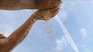 Conab doa sementes de arroz a agricultores em municípios atingidos pelas enchentes no Rio Grande do Sul