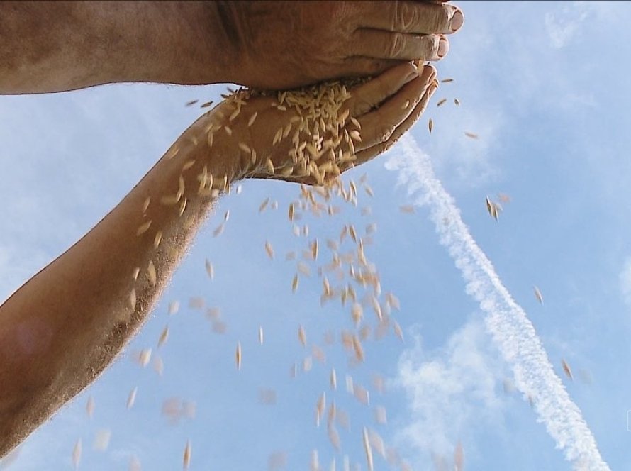 Conab doa sementes de arroz a agricultores em municípios atingidos pelas enchentes no Rio Grande do Sul