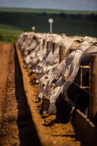 Diferencial de base entre Mato Grosso e São Paulo registra queda 12,57%, aponta IMEA