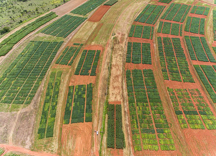 El Niño reduz chuvas no Distrito Federal e impacta produtividade da soja