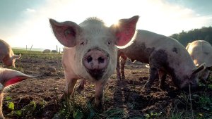 Em 9 dias úteis, arrecadação com exportações de carne suína do BR chega a 52,98% referente ao total faturado em outubro/23