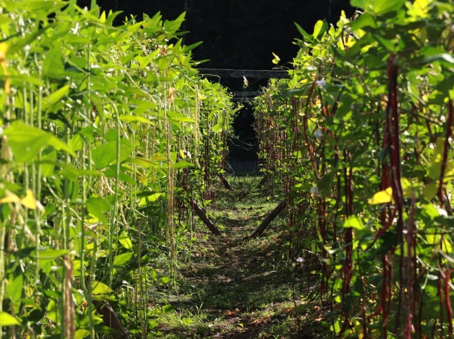 Embrapa abre oferta pública de sementes das novas cultivares de feijão-de-metro