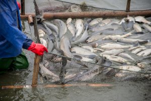 Exportações da piscicultura nacional foram 174% maiores no 3° trimestre