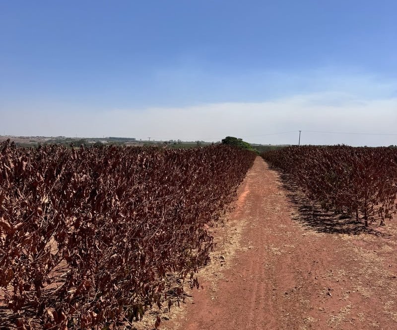 Falta de chuvas compromete produção de café na Alta Mogiana