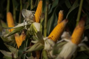 Futuros do milho abre a 6ªfeira no campo positivo das Bolsas