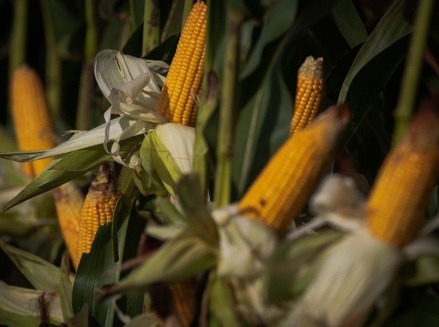 Futuros do milho abre a 6ªfeira no campo positivo das Bolsas