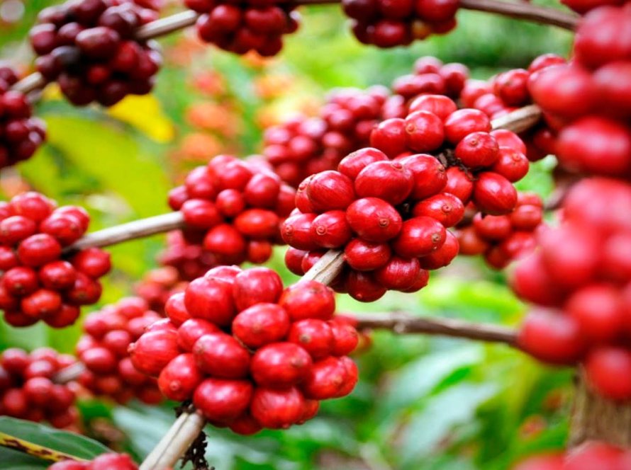 Inédito: Café conilon dispara e exportações do agro capixaba batem recorde histórico