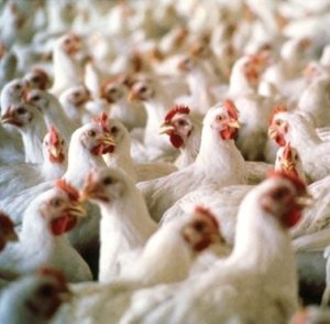 Média diária de faturamento com exportações de carne de frango sobe na segunda semana de outubro