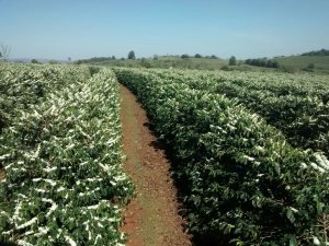 Mercado cafeeiro inicia 6ª feira (11) com baixas após chegada das chuvas no Brasil