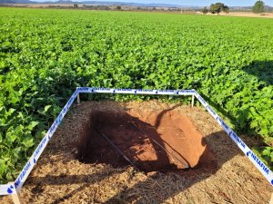 Mesmo com 39% menos áreas plantadas, produtores de feijão no Brasil aumentam produção em 30%