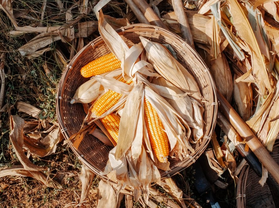 Mesmo com aumento no custo com fertilizantes, relação de troca do milho no Mato Grosso melhorou, aponta Imea