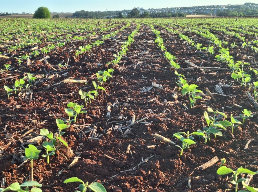 Plantio de soja no Paraná dobra em uma semana, ritmo supera anos recentes, diz Deral