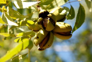 Pomares de pecan em brotação indicam safra com colheita em torno de 7 mil toneladas