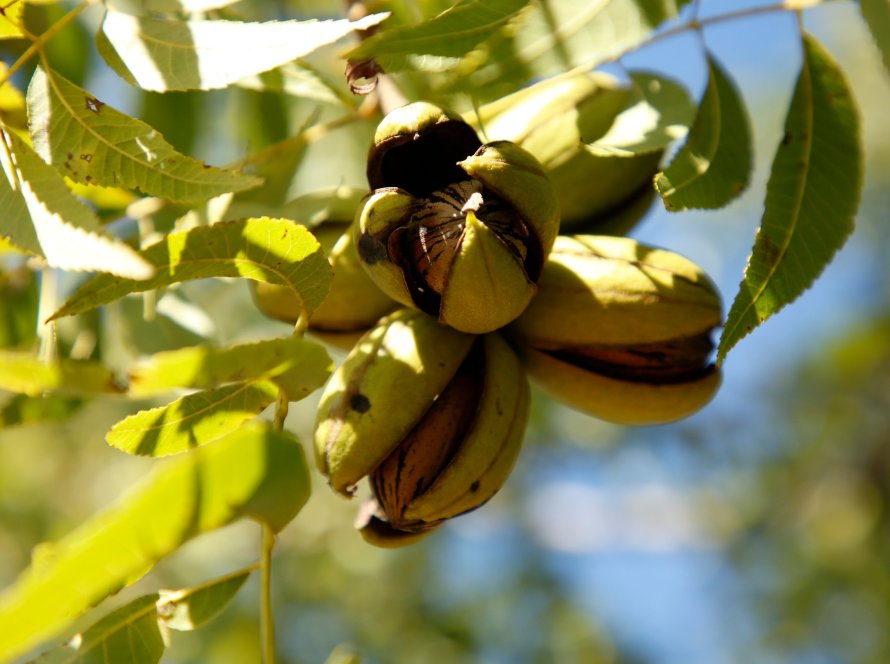 Pomares de pecan em brotação indicam safra com colheita em torno de 7 mil toneladas