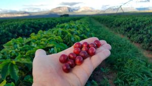 Previsão de chuvas significativas faz mercado cafeeiro fechar com baixas nesta 3ª feira (15)