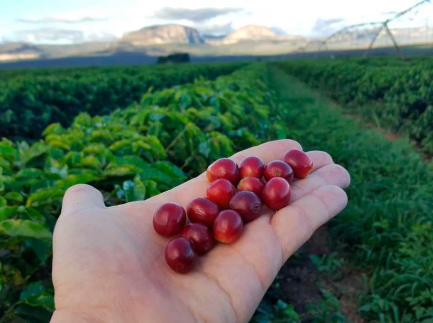 Previsão de chuvas significativas faz mercado cafeeiro fechar com baixas nesta 3ª feira (15)