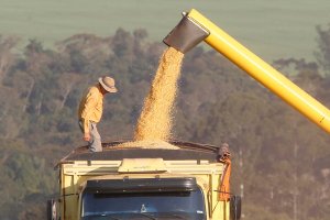 Produtores de milho do Paraná têm melhor remuneração em outubro, aponta Deral