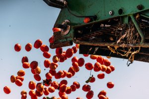 Safra do tomate industrial deve se recuperar em 2024, mas cenário é incerto