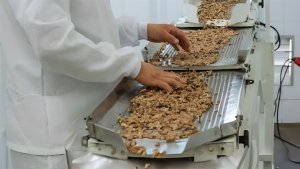 Indústria gaúcha de pecan está próxima de exportar para a China