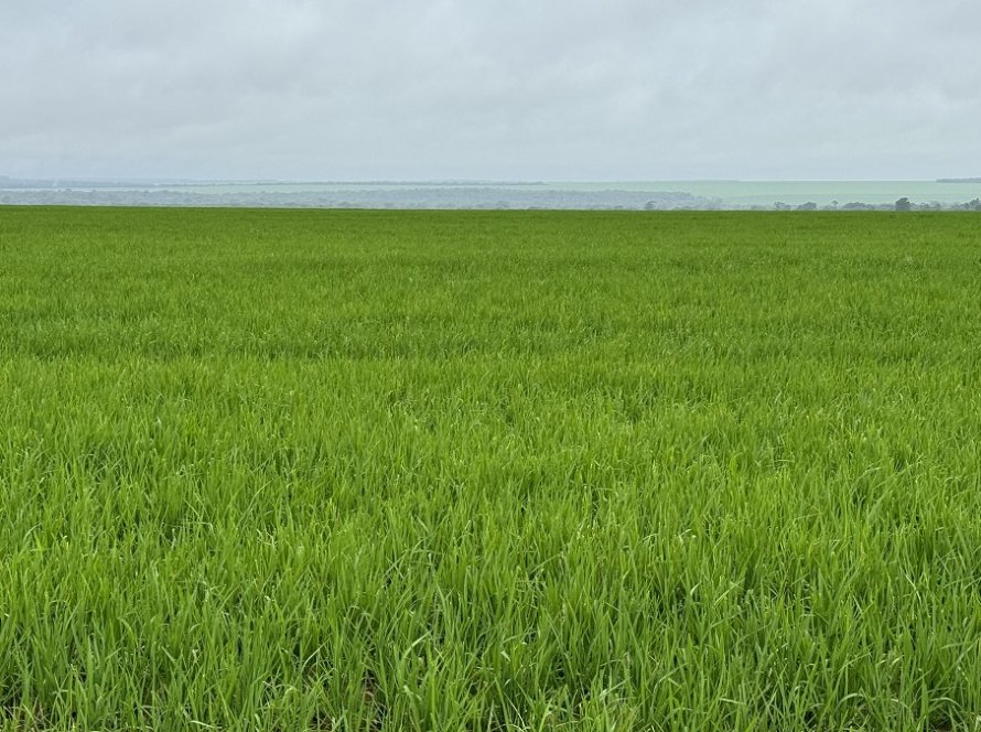 Arroz de terras altas se torna opção atrativa de 2ª safra entre produtores do norte de Mato Grosso