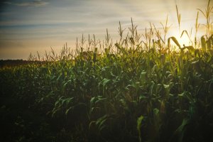 Especialista aponta estratégias para garantir a sustentabilidade agrícola entre temperaturas elevadas e chuvas irregulares 